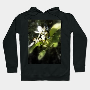 apple blossoms #4 Hoodie